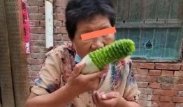 河南主播吃瓜,揭秘幕后故事与美食诱惑