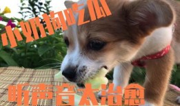 狗头小迷妹吃瓜,揭秘娱乐圈幕后真相