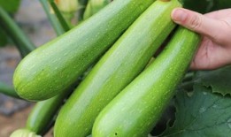 吃瓜老苏,揭秘娱乐圈那些不为人知的幕后故事