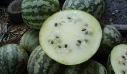 德宏小角瓜怎么吃,德宏小角瓜的多彩食法探索