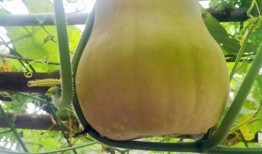 吃种瓜得瓜,揭示因果循环的神奇力量