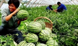 吃瓜别堵路郯城,吃瓜群众勿堵路，共守文明出行之道