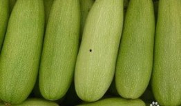 孕期吃西葫芦瓜,西葫芦瓜的营养价值与食用建议