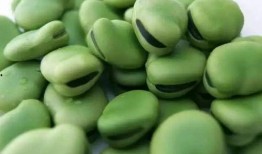 小瓜吃豆,趣味横生的冒险之旅