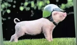 狗头小迷妹吃瓜,揭秘娱乐圈幕后真相