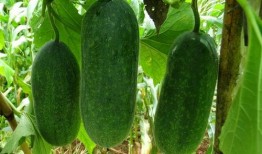 吃瓜种瓜头像,吃瓜种瓜头像背后的趣味人生