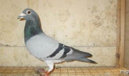 娱乐吃瓜君鸽子,揭秘娱乐圈背后的那些事儿