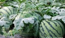 夏天在田间吃瓜,瓜香四溢的悠闲时光