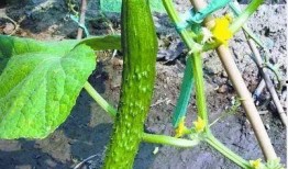 莱阳吃瓜传统,探寻千年吃瓜文化的传承与创新