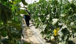 吃瓜视频真实案例,网络直播背后的真实故事