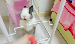 侏儒兔皮皮吃瓜,侏儒兔皮皮的夏日瓜果盛宴