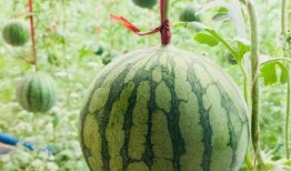 吃瓜种瓜头像,吃瓜种瓜头像背后的趣味人生