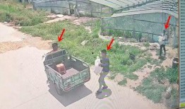 东营各种吃瓜,品味瓜果香，畅享清凉时光