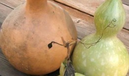 孕期可以吃葫芦瓜吗,孕期适量食用葫芦瓜有益健康