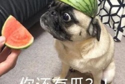 你别吃瓜了,揭开网络谣言的真相与应对策略