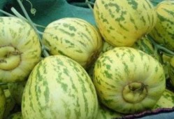 花皮瓜不甜怎么吃,花皮瓜不甜的创意食用方法探索