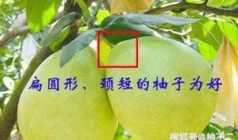 梅州网红吃瓜,揭秘当地美食文化新潮流