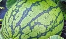 吃瓜种瓜头像,吃瓜种瓜头像背后的趣味人生