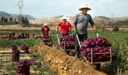 拼多多的吃瓜,揭秘平台背后的那些事儿