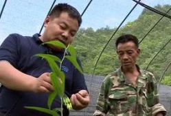 庆元吃瓜新闻,揭秘背后真相与网络舆论风暴