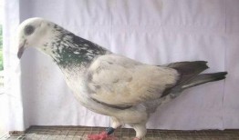 娱乐吃瓜君鸽子,揭秘娱乐圈背后的那些事儿