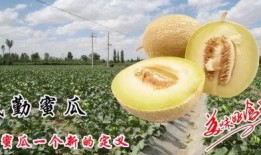 吃瓜蜜瓜,揭秘吃瓜蜜瓜的奇幻之旅