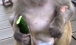 猴子吃瓜女,一场趣味横生的校园奇遇