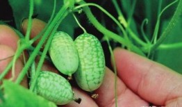 吃拇指瓜声控,解锁美食新体验