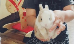 侏儒兔皮皮吃瓜,侏儒兔皮皮的夏日瓜果盛宴