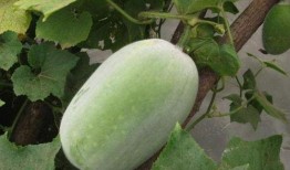 吃瓜忘记种瓜人,人生哲理的反思与启示