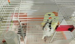 侏儒兔皮皮吃瓜,侏儒兔皮皮的夏日瓜果盛宴