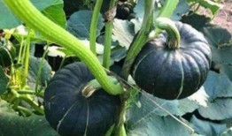 三高可以吃贝贝瓜吗,三高人群适宜食用贝贝瓜的饮食建议