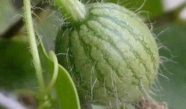 戴黑头套吃瓜,揭秘吃瓜群众的狂欢盛宴