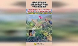 中国边境吃瓜大妈,大妈们的边境生活剪影