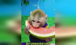 猴子吃瓜女,一场趣味横生的校园奇遇