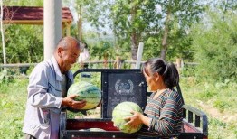 我的阿勒泰吃瓜,一场别开生面的夏日盛宴