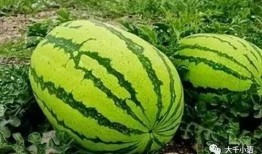 各种吃瓜门,揭秘娱乐圈背后的真相与争议