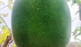 吃种瓜得瓜,揭示因果循环的神奇力量