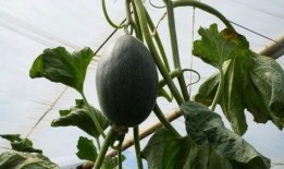 夏天在田间吃瓜,瓜香四溢的悠闲时光