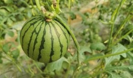 郑食吃瓜,揭秘郑州美食圈的那些事儿