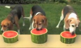 狗参加吃瓜大赛,瓜果飘香，萌宠欢乐竞技场