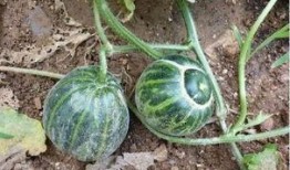 老滕吃瓜中,揭秘娱乐圈幕后故事