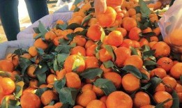 白吊瓜立春可以吃吗,白吊瓜的食用指南