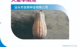 放疗可以吃牛角瓜,牛角瓜助力健康恢复