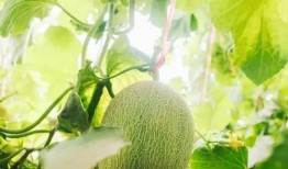 吃瓜忘记种瓜人,人生哲理的反思与启示