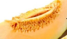 吃瓜蜜瓜,揭秘吃瓜蜜瓜的奇幻之旅