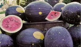 梅州网红吃瓜,揭秘当地美食文化新潮流