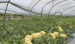 东营各种吃瓜,品味瓜果香，畅享清凉时光