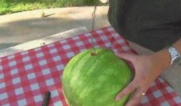 吃瓜可爱图文大全,趣味横生的视觉盛宴