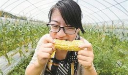 吃玉米瓜甜视频,揭秘甜蜜背后的种植奥秘